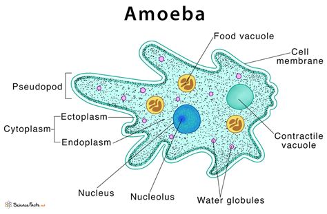   Investigating the Intriguing: Is  _Investigating the Intriguing: Is It Amoeboid, Amorphous, and Always Adorably Awkward?_