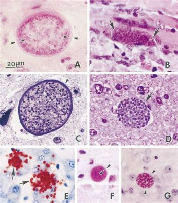   Neospora caninum：一種潛藏於犬貓中的微觀寄生蟲，牠們的生存之道究竟是怎麼樣的呢？