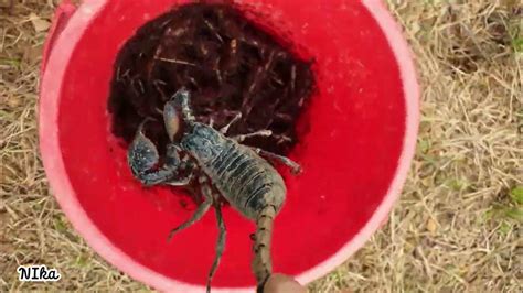  Umwelt Scorpion:  Exploring the Secrets of This Underground Master Weaver!