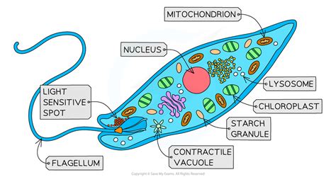  Euglena: 擁抱光能的鞭毛生物，是單細胞世界中的神秘遊俠！