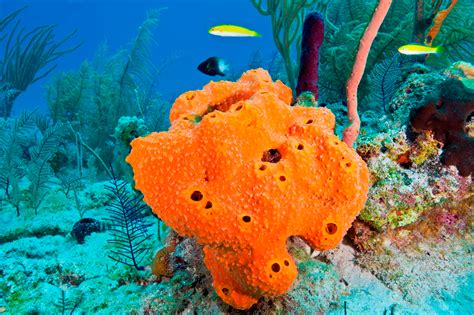  麥氏海綿：這隻海洋生物到底如何生存下來，並且擁有如此獨特的構造？